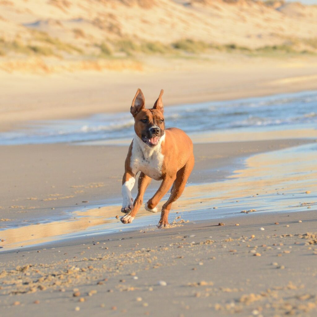 chien plage ocean lacanau 