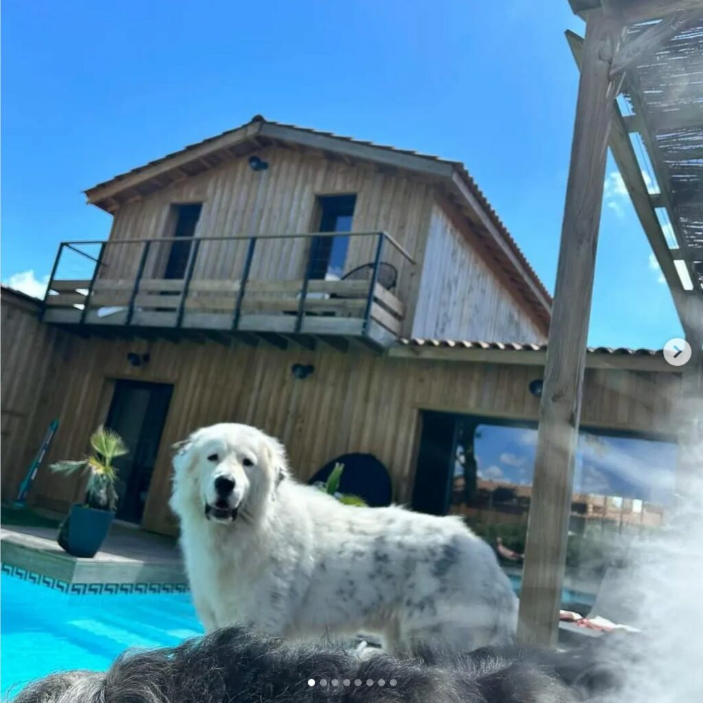 Chien blanc devant la Villa de Louis et sa piscine à Brach