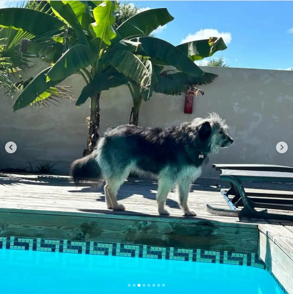 Chien sur la terrasse de la piscine dans le jardin clos de la Villa de Louis