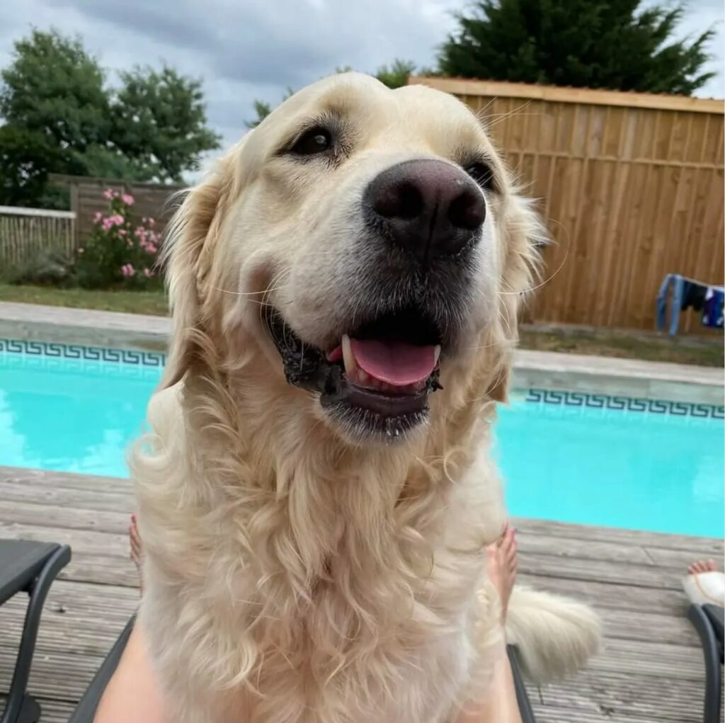 Golden retriever souriant au bord de la piscine de la Villa de Louis