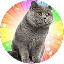 Photo de profil de le petit chat