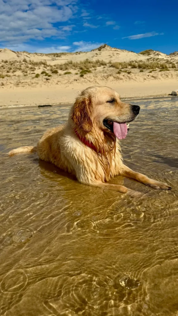 Golden retriever allongé dans l'eau au pied des dunes près de Lacanau